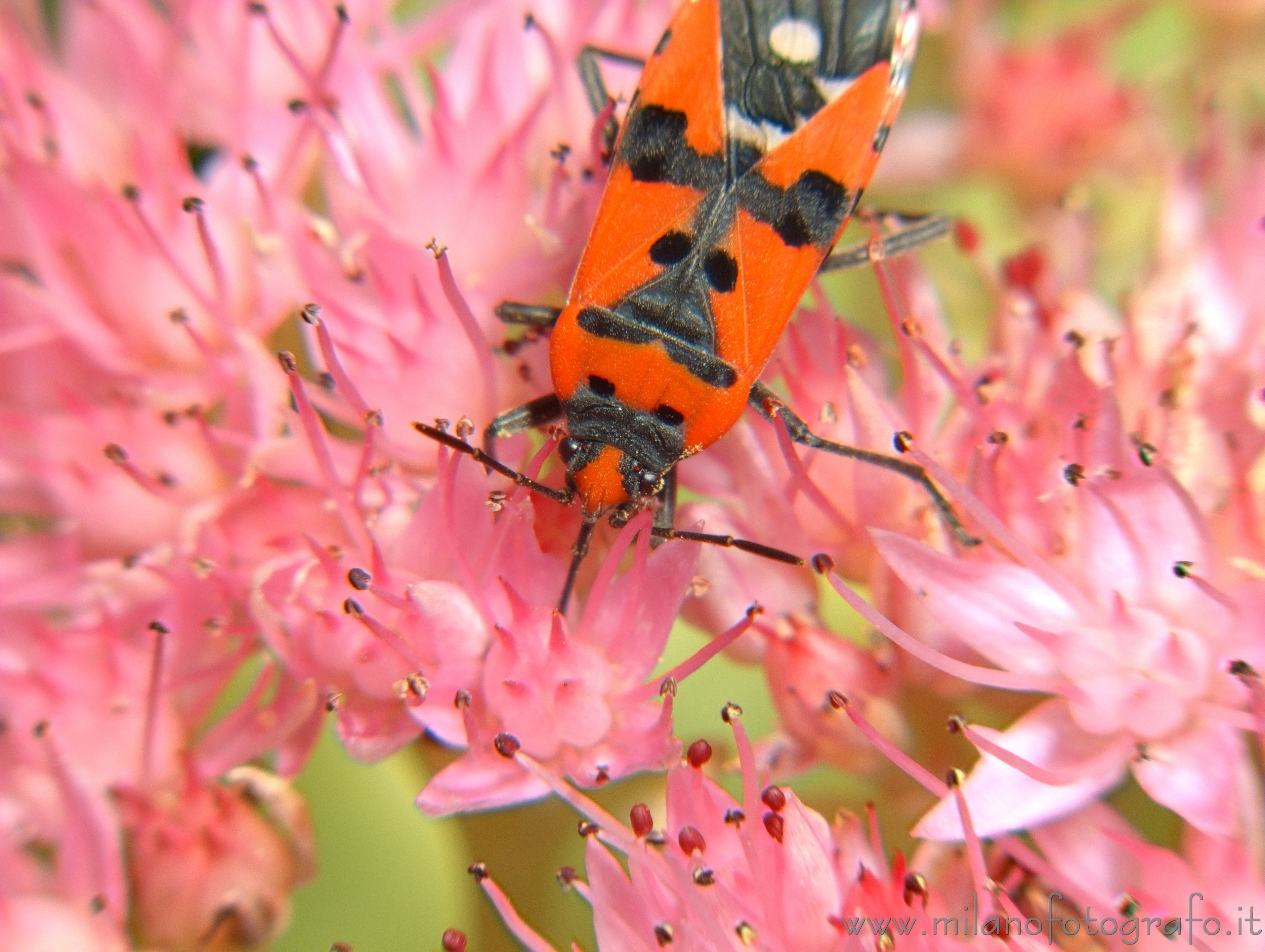 Campiglia Cervo (Biella) - Probabilmente Lygaeus simulans su fiori di Sedum